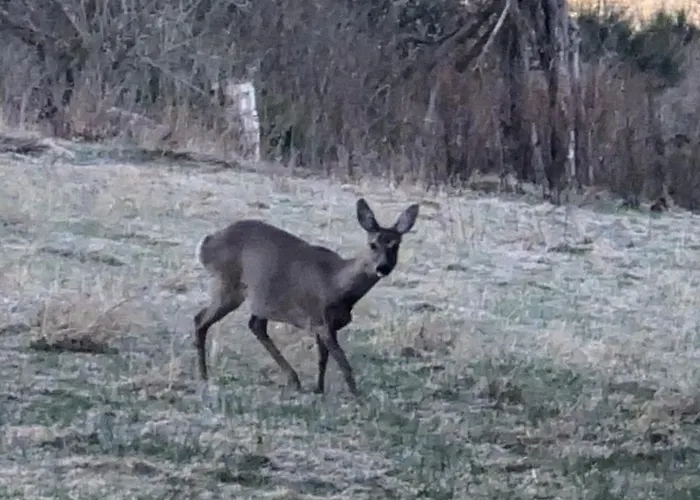 Im Schwedenhaus Apartment *